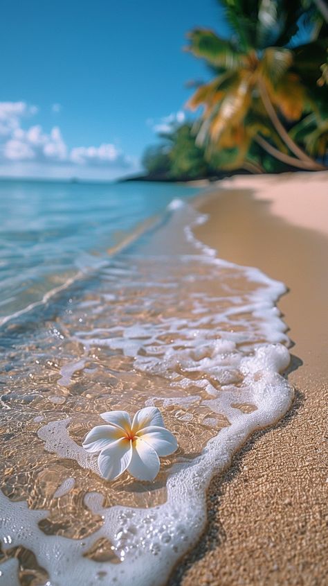 A white frangipani flower lies gracefully, showcasing its delicate beauty. Plumeria Wallpaper Aesthetic, Frangipani Flower Aesthetic, Plumeria Flowers Aesthetic, Frangipani Aesthetic, Plumeria Aesthetic, Beachy Vibes Aesthetic, Frangipani Wallpaper, Tahiti Aesthetic, Happy Vibes Aesthetic