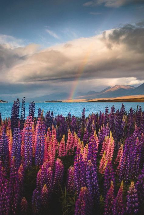 New Zealand Lakes, New Zealand Landscape, New Zealand South Island, Happy Earth, Before Sunset, New Zealand Travel, South Island, Ocean Inspiration, Vacation Destinations