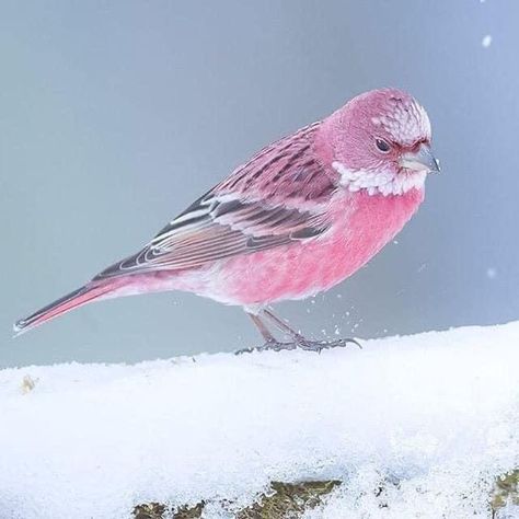 Finches Bird, Japanese Bird, Brown Bird, Fairytale Photography, Cute Good Morning, Pink Bird, Bird Pictures, Pretty Birds, Cute Creatures