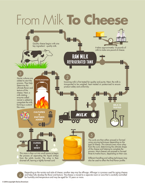 How Cheese is Made Cheese Poster, Liquid Cheese, English Activity, Mother Dairy, Starter Cultures, Process Chart, Cheese Factory, Making Mac And Cheese, White Cheese