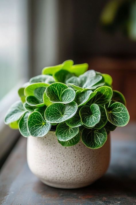 Peperomia is a charming and versatile choice for any indoor garden! 🌿🏡 Known for its unique foliage and compact growth, this plant is a delightful blend of beauty and low maintenance. Perfect for brightening up small spaces and adding a touch of greenery, Peperomia is easy to care for and bursting with visual appeal. Indulge in this stylish twist on houseplants today! 🌱✨ #Peperomia #Houseplants #IndoorGarden #GreenLiving Best Indoor Flowering Plants, Small Pot Plants Indoor, Small Plants Indoor Decoration, Flower Pots Indoor, Tattoo Plant, Peperomia Plant, Aesthetic Plants, Plants Aesthetic, Plant Styling