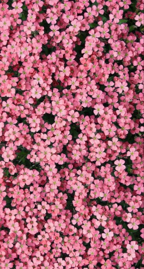 Mood Background, Background Screen, Flower Background Iphone, Beautiful Flowers Photography, Boquette Flowers, Flowers Photography Wallpaper, Flowery Wallpaper, Flower Iphone Wallpaper, Nothing But Flowers