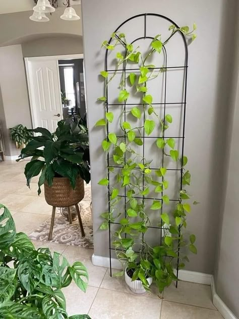 Indoor Plant Trellis, نباتات منزلية, Plant Mama, Trellis Plants, Plant Decor Indoor, House Plants Decor, Room With Plants, Plants Decor, House Plants Indoor