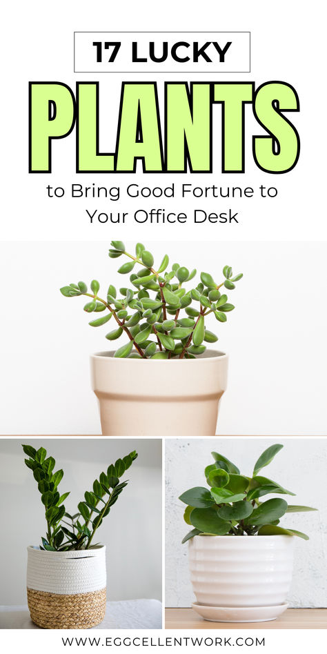 Are you tired of your boring office desk? Liven it up with some green friends that can also bring you luck! That’s right, certain plants are believed to attract positive energy, wealth, and good fortune according to ancient practices like Feng Shui. Plants For Desk At Work, Fenshui Office Desk, Plant For Office Desk, Feng Shui Plants For Office, Lucky Indoor Plants Feng Shui, Work Desk Plant, Simple College Outfits, Office Plants Desk, Feng Shui Office