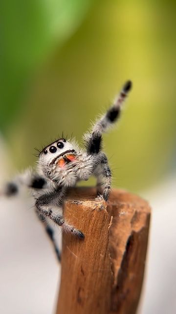 Didi the Jumping Spider and Friends on Instagram: "Are you having any fun? 🤍 Jumping spiders wave their arms for different reasons. Sometimes it’s a male trying to attract a female with his dance, other times it’s to feel out their environment or to reach something! . . . . . #love #instagood #reeloftheday #beautiful #photography #happy #reelsinstagram #cute #nature #fun #smile #family #jumpingspider #life #amazing #fyp #fypシ #phidippus #phidippusregius #babies #reelsinstagram #jumpingspidersof Jumping Spider Cute, Jumping Spiders Cute, Cute Jumping Spider, Long Leg Spider, Spider Drawing, Jumping Spiders, Cute Jumpers, Cute Nature, Pet Spider