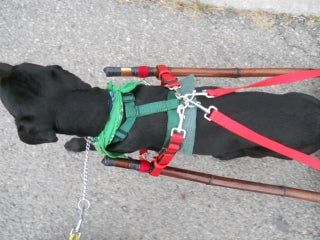 DIY Dog Pull Cart Made Out of a Folding Bicycle Trailer. : 9 Steps (with Pictures) - Instructables Dog Agility Diy, Dog Pulling Harness, Dog Harness Pattern Free, Dog Harness Pattern, Pull Wagon, Bike Cart, Dog Cart, Dog Equipment, Dog Trailer