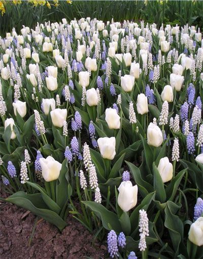 Bulbs Garden Design, Tulips Garden, Rustic Flower, Longwood Gardens, Garden Bulbs, Garden Types, Spring Bulbs, White Tulips, Garden Cottage