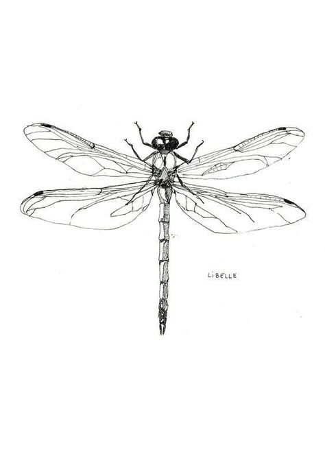 Tattoo Pencil, Dragonfly Drawing, Dragonfly Tattoo Design, Insect Tattoo, Geniale Tattoos, Dragonfly Art, Dragonfly Tattoo, Design Tattoo, Piercing Tattoo