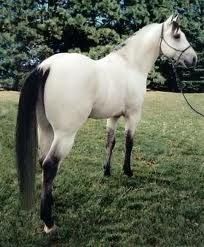 Buttermilk buckskin- freaking wow! I've never seen that sort of reversed color combo before!  Beautiful Buttermilk Buckskin, Beauty Hacks That Actually Work, Buckskin Horse, Beautiful Horse Pictures, Majestic Horse, Beautiful Horse, Horses And Dogs, All The Pretty Horses, Horse Crazy