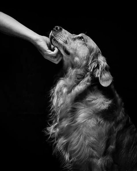 Pet Photography Poses, Dog Photoshoot Pet Photography, Dog Portrait Photography, Pet Portraits Photography, Animal Photoshoot, Puppy Photography, Photos With Dog, Dog Photoshoot, Black And White Dog