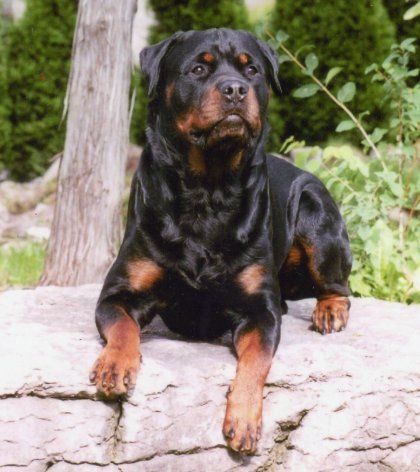 Rottweiler Pictures, Rottweiler Facts, Rottweiler Breeders, Rottweiler Breed, Serious Face, Dog Diy, Food Dog, Rottweiler Puppies, Rottweiler Dog