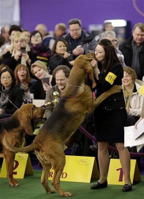 Dyi Dog Bed, Bloodhound Gang, Blood Hounds, Grand Basset Griffon Vendeen, Petit Basset Griffon Vendeen, Westminster Dog Show, St Hubert, Bloodhound Dogs, Every Dog Breed