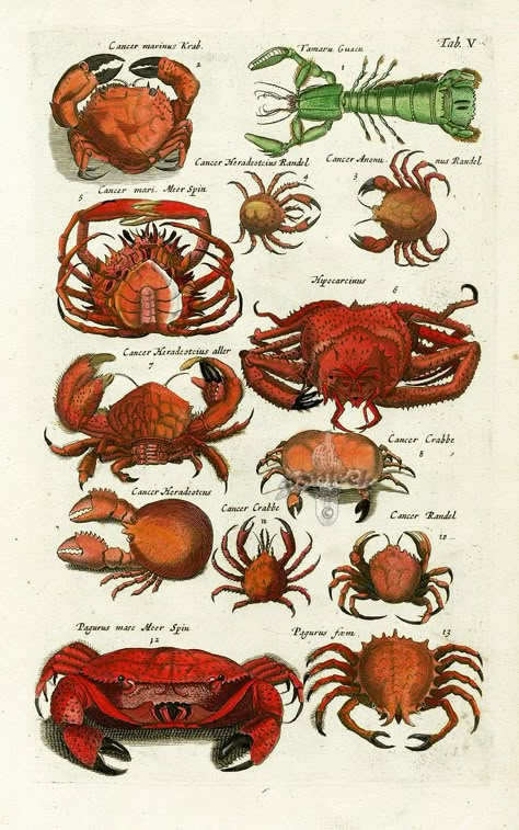 Crab - Historia Naturalis de Piscibus et Cetis, Libri V, published in 1657. This work by John Johnston and engraved by Matthaus Merian was much read in the 17th & 18th centuries.... Maria Merian, Fish Prints, Shell Fish, Crab Print, Frankfurt Germany, Crustaceans, January 13, Scientific Illustration, Amsterdam Netherlands