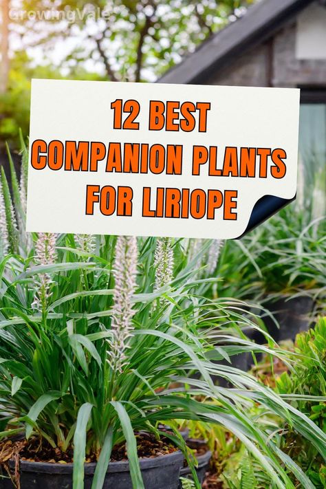 Liriope Companion Plants Variegated Liriope, Japanese Honeysuckle, Best Companion Plants, Companion Plants, English Ivy, Companion Planting, Ground Cover, Front Garden, Grasses