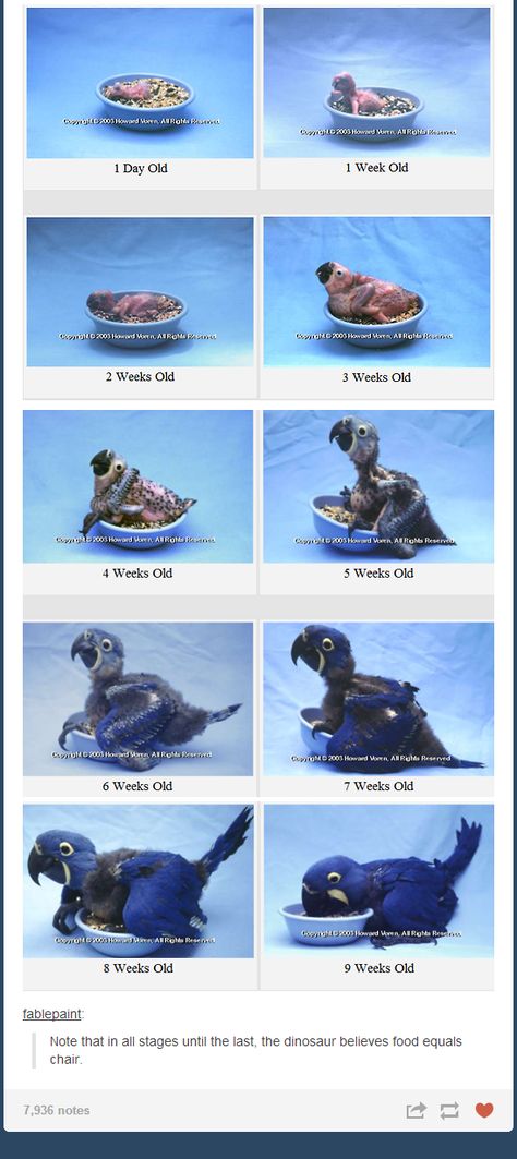 Evolution of a baby hyacinth macaw. Hyacinth Macaw, Parrot Pet, Funny Parrots, Crazy Bird, Bird Care, Parrot Bird, Bird Pictures, Exotic Birds, Pretty Birds