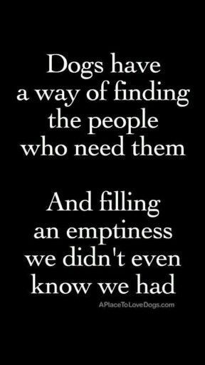 23 Amazing Quotes for Dog and Animal Lovers It was all I needed. Dogs are the greatest creatures. Or some kind of animal. They are never wrong! Yep, or cat. We see them as they are. I’m comfortable with that. But it means everything to them. Animals are like that. Listen. Learn. Get you a … Lou Dog, Dog German, Memes Humor, Blue Heeler, Animal Quotes, Dog Quotes, A Quote, 귀여운 동물, Border Collie