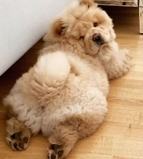 Chow Chow: All Information Chow Chow Dog Puppy, Perros Chow Chow, Chow Dog, Fluffy Puppies, Cute Little Puppies, Fluffy Dogs, Dog Wallpaper, Fluffy Animals