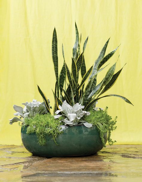 Potted Plants Arrangements Ideas, Planter Arrangements Indoor, Snake Plant Arrangement Indoor, Plant Arrangements Outdoor, Indoor Plant Arrangement Ideas, Indoor Plant Arrangements, Houseplant Arrangements, Snake Plant Arrangement, Plant Arrangements Indoor