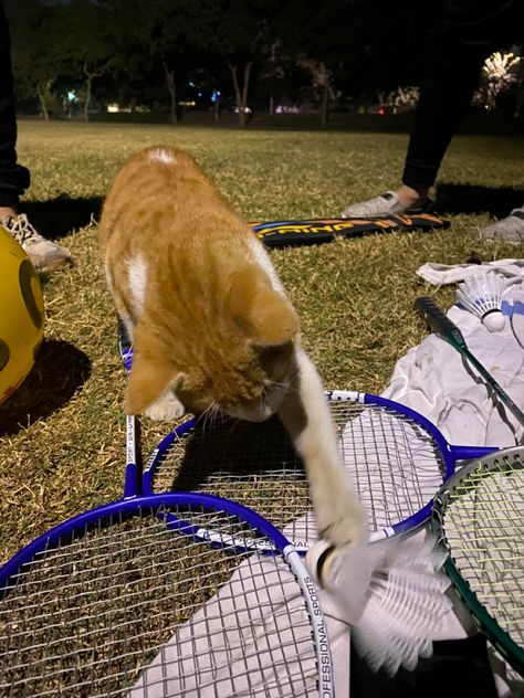 Playing Badminton Aesthetic, Badminton Aesthetic, Badminton Tips, Badminton Pictures, Badminton Birdie, Play Badminton, Playing Badminton, College Necessities, Self Thought