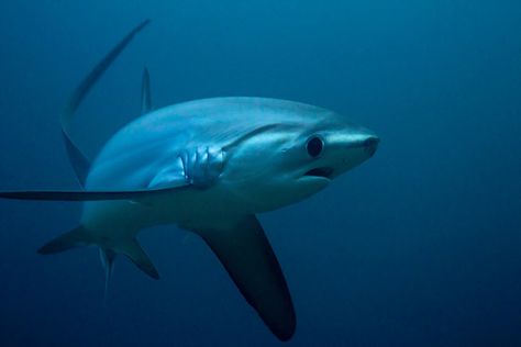 Thresher sharks always have this worried look on their face. It’s like they just realized they were late for something important. Laura Storm Big Eyed Thresher Shark, Thresher Shark Cute, Big Eye Thresher Shark, Bigeye Thresher Shark, Shark Bites Piercing, Cute Shark Wallpaper, Shark Party Theme, Shark Space, Sharks Cute