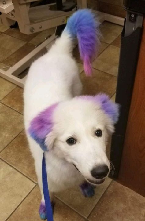 Dogs With Dyed Fur, Dogs Dyed Hair, Dog Dye Ideas, Dyed Dogs, Dog Hairstyles, Hair Dye Techniques, Dog Hair Dye, Dog Grooming Diy, Dog Dye