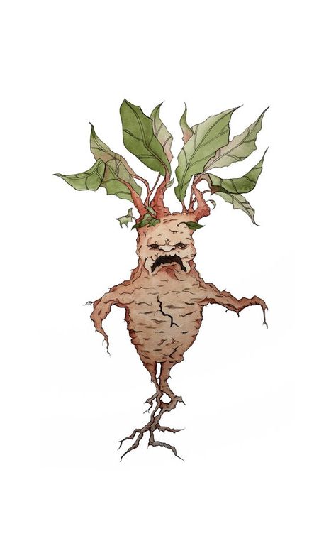 Harry Potter Mandrake, Harry Potter Wiki, Horror Photos, Harry Potter Food, Potter Art, Harry Potter Drawings, Harry Potter Fan Art, Harry Potter Art, Science And Nature