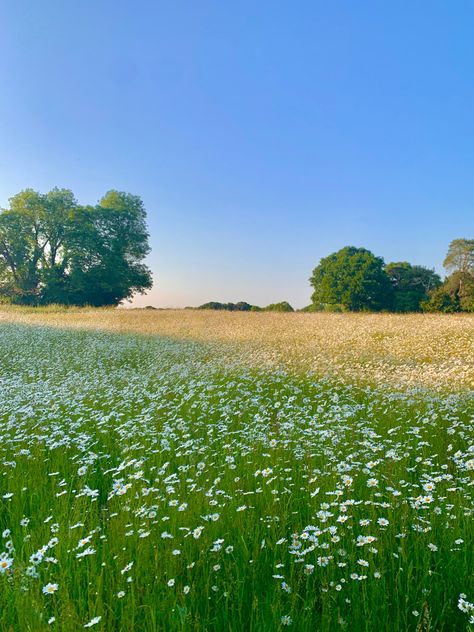 Flower field #spring #june #flowers #floral #aesthetic #aestheticwallpaper #aesthetictumblr #aestheticwallpaperiphone Green Field With Flowers, Big Flower Field, Spring Field Aesthetic, Wild Flower Field Aesthetic, Flower Feild Pics Aesthetic, Grassy Field Aesthetic, Grass Field Aesthetic, Sunny Flower Field, Field Of Flowers Aesthetic