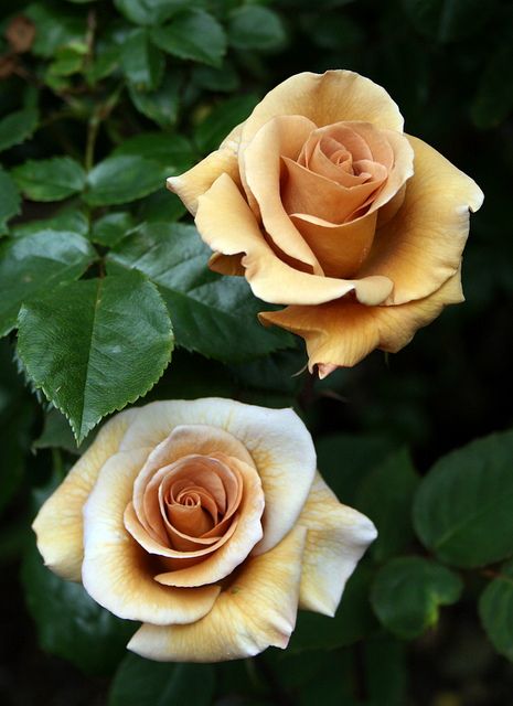 Irish Creme Roses. Coming Up Roses, Hybrid Tea Roses, Colorful Roses, Pretty Roses, Love Rose, Tea Roses, All Flowers, Flower Beauty, Beautiful Blooms