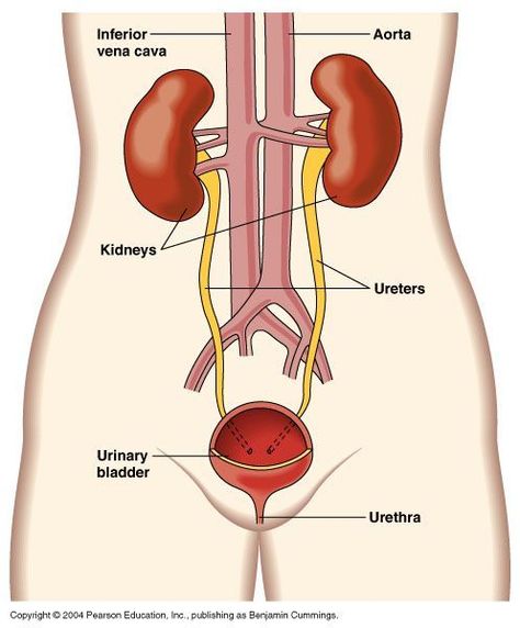 Image result for excretory system #humanbodysystem #human #body #system #diagram Human Body Vocabulary, Medical Terminology Study, Human Skeleton Anatomy, Excretory System, Urinary System, Basic Anatomy And Physiology, Nursing School Survival, Organ System, Human Body Systems