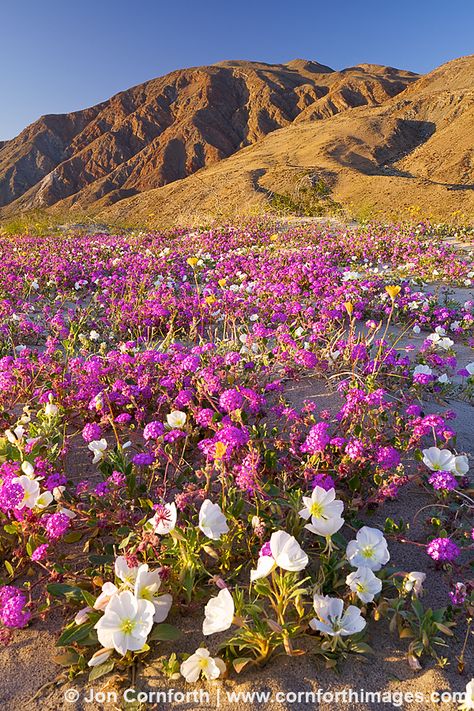 Anza Borrego Wildflower Sunset 3 Anza Borrego State Park, Anza Borrego, California Wildflowers, Desert Flowers, California Photos, Land Of Enchantment, Landscape Pictures, Divergent, In The Desert