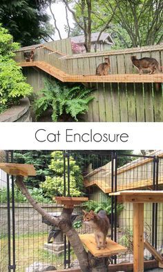 Catio Plans, Diy Cat Enclosure, Outdoor Cat Shelter, Chat Diy, Koti Diy, Cat Patio, Outdoor Cat Enclosure, Outdoor Walkway, Cats House