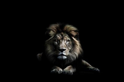 Lion Hd Wallpaper Desktop Wallpapers, Black Background Wallpapers, Bible Verse Desktop Wallpaper, Lion Profile, Lion Background, Lion Hd Wallpaper, Lion Vector, Lion Wallpaper, Black Lion