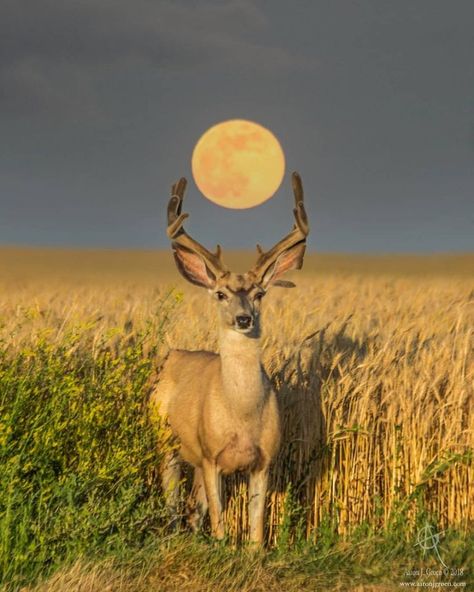 Buck Moon, Greek Pantheon, Cele Mai Drăguțe Animale, Animale Rare, Favorite Animals, 50 Pounds, Pretty Animals, Majestic Animals, A Deer