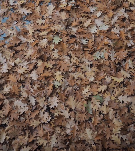 Leaf Pile Aesthetic, Leaf Coneybear, Irl References, Leaf Pile, Kieta Hatsukoi, Brown Leaves, Leaves Fall, Book Aesthetics, Oak Leaves