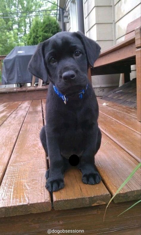 Puppy Necessities, Cute Labrador Puppies, Labrador Noir, Labrador Puppies, Baby Rhino, Animal Babies, Super Cute Puppies, Black Lab Puppies, Lab Dogs