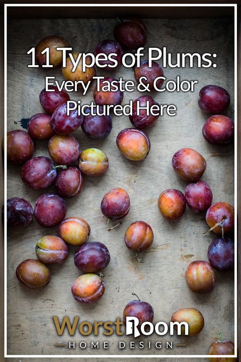 Of the various types of plums, most of us have probably only tasted a few at most and possibly are even unaware that there are different kinds. The varieties aren't endless, and in fact number under a dozen. #plum #plums #plumcots #pluots #trees #gardening #fruit #fruittrees #garden #nature #foraging #hiking #hike #trails #forest #woods #outdoors #autumn Plum Types, Pluot Tree, Plums Fruit, Plum Trees, Plum Tree Growing, Pluot Recipes, Types Of Plums, Plum Varieties, Prune Plum