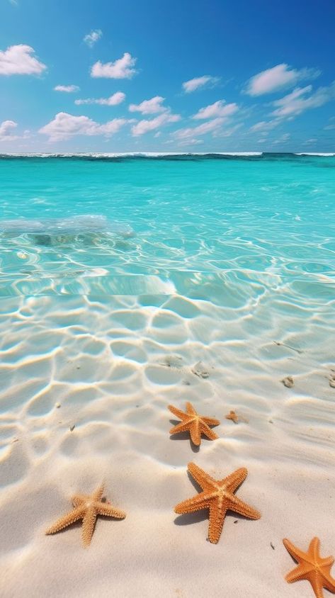 Desert bottom with starfish in the Caribbean Sea underwater outdoors horizon. | premium image by rawpixel.com Starfish On The Beach, Star Fish Aesthetic, Iphone Wallpaper Underwater, Starfish Pictures, Beach Iphone Wallpaper, Iphone Wallpaper Beach, Beach Scene Pictures, Iphone Wallpaper Summer, Summer Iphone Wallpaper