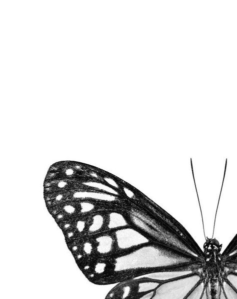 Butterfly Print Set Monochrome Decor Minimalist Home Black and White Wall Art Butterflies Printable Monochrome Art Prints - Etsy Printable Photos For Wall Decor, Printable Posters Black And White, Printable Wall Collage Black And White, Room Posters Aesthetic Printable Black And White, Wall Art Prints Black And White, Printable Wall Art Black And White, Black And White Posters Printable, Black And White Wall Prints, Black And White Printables