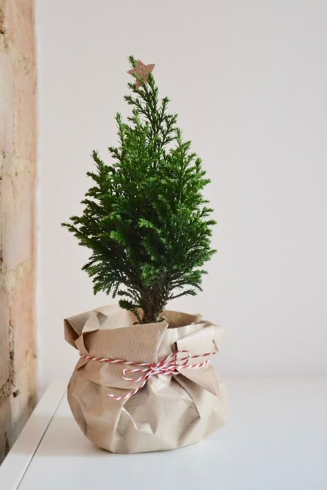 Christmas Plants Gifts, Christmas Tree Plant, Christmas Plant, Christmas Pots, Christmas Plants, Budget Friendly Gift, Last Minute Christmas Gifts, Plant Gift, Simple Christmas Decor