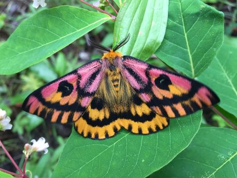 The Western Sheep Moth (Hemileuca Eglanterina) | iHearts143Quotes - iHearts143Quotes Sheep Moth, Moth Species, Colorful Moths, Cute Moth, Butterfly Species, Beautiful Bugs, Butterfly Pictures, Bugs And Insects, Colorful Butterflies