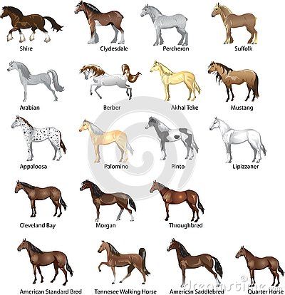 Draft Horse Breeds, All Horse Breeds, Stallion Horses, Beautiful Arabian Horses, Horse Dressage, Horse Illustration, Types Of Horses, Horse Artwork, Western Life