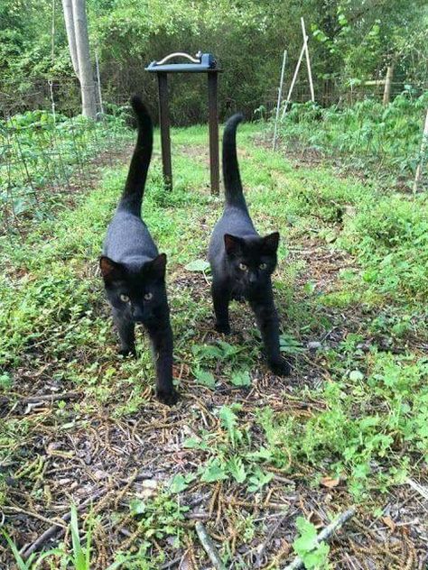 Bonnie and Clyde 💚 Twin Cats, Bob Cats, Black Kitties, Alpharetta Georgia, Cute Cat Gif, Domestic Cat, Double Trouble, Cats Meow, Pretty Cats