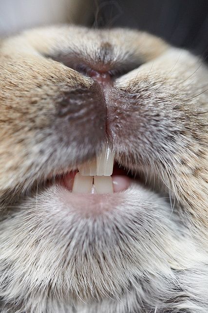 Big bunny smile , and a good chance for humans to see up close what healthy bunny teeth should look like.  Which by the way is a MUST. This is something I believe MANY people thinking about getting a pet rabbit DON'T realize. Therefore a rabbit savvy vet is a must!!! DP Bunny Smile, Regard Animal, Animal Noses, Big Bunny, Rabbit Care, Bunny Pictures, Bunny Art, Pet Rabbit, Baby Bunnies