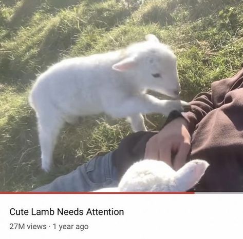 Cute Lamb, Baby Goats, Doll Parts, Literally Me, 귀여운 동물, Cutie Patootie, My Vibe, Spirit Animal, Mood Pics