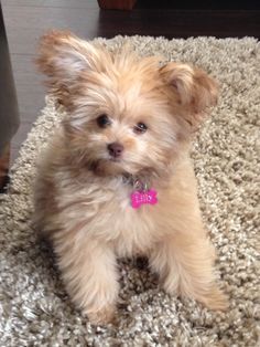 Cuteys on Pinterest | Pomeranian Mix, Poodles and Photo Galleries Pomapoo Puppies, Poodle Mix Puppies, Pomeranian Mix, Puppies Near Me, Toy Poodles, Dog Haircuts, Cute Pomeranian, Pomeranian Puppies, Dog Mixes