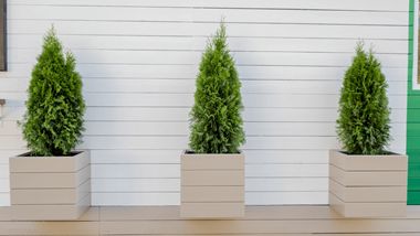 Evergreen Container Plants: Step-by-Step Planting Guide | Davey Tree Evergreen Potted Plants, Garage Landscaping, Evergreen Ground Cover Plants, Evergreen Container, Front Planters, Outdoor Summer Decor, Plants Window, Front Door Plants, Emerald Green Arborvitae