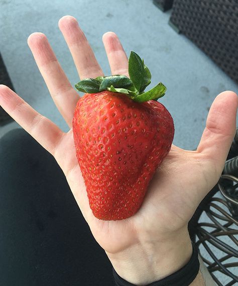 Strawberry Companion Plants, Strawberry Seeds, Strawberry Varieties, Giant Strawberry, Garden Fruit, Strawberry Seed, Organic Compost, Strawberry Patch, Growing Strawberries