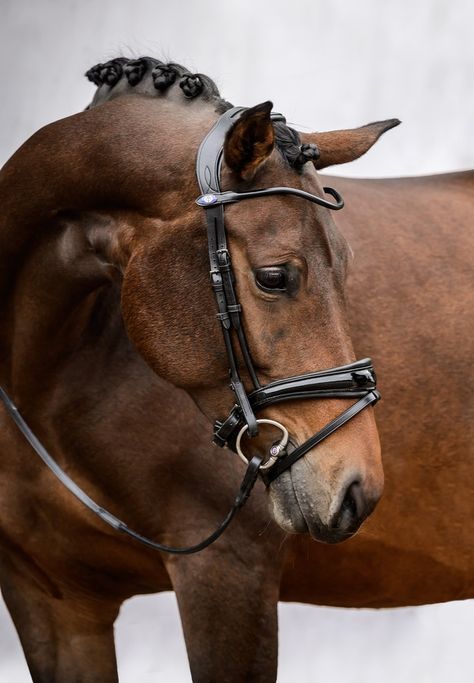 Dressage Competition, Horse's Neck, Bridle Bag, Bridles, Traditional English, Saddle Pads, Happy Things, Pretty Horses, Horse Photography