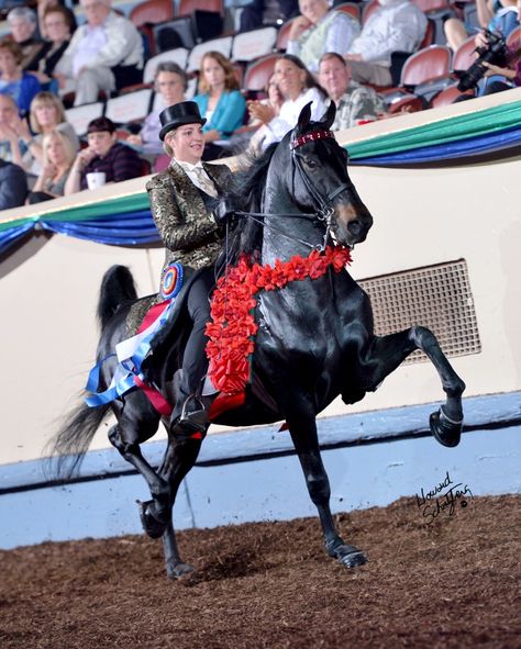 Saddleseat Riding, Stunning Horses, American Saddlebred Horses, Morgan Horses, Horse Showing, Equine Therapy, American Saddlebred, Morgan Horse, Horse Riding Clothes