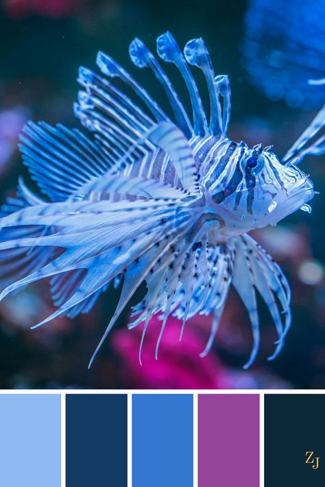 ZJ Colour Palette 616 #colourpalette #colourinspiration Funky Dresser, Lost Ocean, Colorful Palette, Color Me Beautiful, Pallet Painting, Color Palette Design, Color Harmony, Color Balance, Complimentary Colors